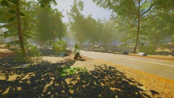 A peaceful forest path during a sunny morning with soft mist in the air video