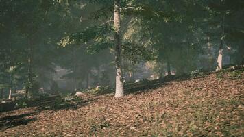 Sunlight streams through the leaves of tall trees in a tranquil forest video