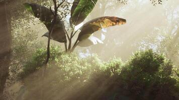 Sunlight filtering through trees illuminating lush greenery in a forest video