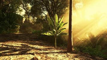 Exploring a lush jungle path illuminated by warm golden sunlight in nature video