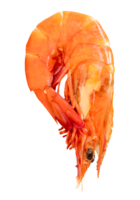 red or orange cooked or steamed prawn isolated with clipping path in file format png