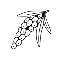 Hand-drawn simple drawing in black outline. A branch of sea buckthorn berries. Element of nature, vitamin, useful. vector