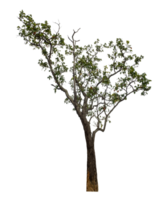 Tree isolated on transparent background, high resolution png