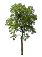 Isolated single tree on transparent background, high resolution. png