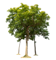 Group of trees isolated on transparent background, tropical trees isolated used for design. png