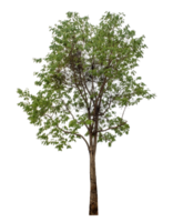 Tree in summer isolated on transparent background png