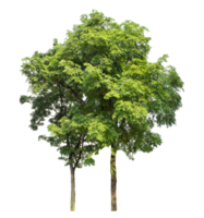 trees in summer isolated on transparent background, high resolution png