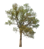 Tree on transparent background, real tree green leaf, high resolution. png