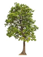 Tree in summer isolated on transparent background, high resolution. png