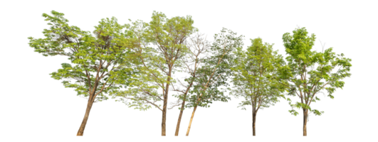Group of trees isolated on transparent background,arge tree with green leaves stands alone on transparent background. png