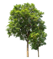 Big trees in summer isolated on transparent background, high resolution. png