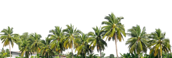 Coconut palm trees in summer isolated on transparent background, high resolution. png