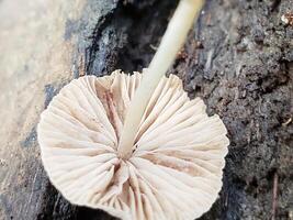 Close-up of a white mushroom growing on a log in a forest photo