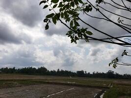 Overcast Sky with a View of a Paddy Field and Palm Trees photo