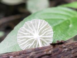 Underside of a White Mushroom with a Green Leaf in the Background photo