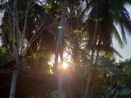 Sunlight Filtering Through Palm Trees and Branches photo