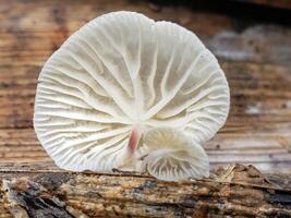White Mushroom with Frayed Edges Growing on a Tree Branch photo