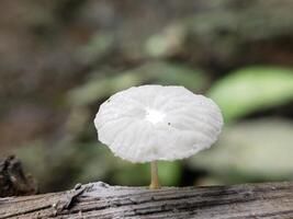 A Small White Mushroom Growing on a Log in a Forest photo