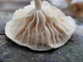 Close-up of a White Mushroom with Wavy Gills on a Mossy Surface photo