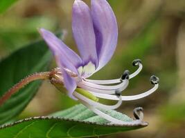 A Close-Up of a Delicate Purple Wildflower with White Stamens photo