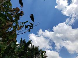 Lush Green Foliage Against a Blue Sky with Puffy White Clouds photo