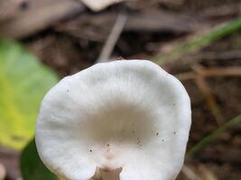 White Mushroom Cap with Brown Spots in a Forest Setting photo