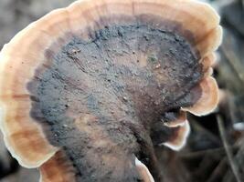 Close-up of a Brown and Black Mushroom with a Rough Texture photo