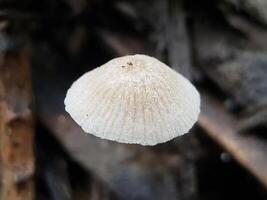 Close-up of a Small White Mushroom with a Textured Cap photo