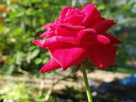 A Single Red Rose with Dewdrops and a Blurred Green Background photo