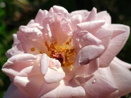 Close-up of a Delicate Pink Rose with Water Droplets photo