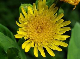 A Close-Up of a Bright Yellow Wildflower with Multiple Petals photo