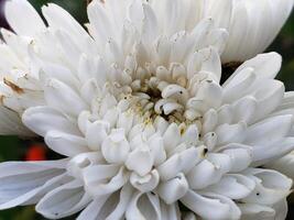 Close-up of a White Flower with Delicate Petals photo