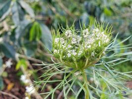 Close-up of a White Flower Bud Surrounded by Green Foliage photo