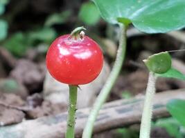 Single Red Berry Growing on a Green Stem photo