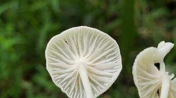 White mushroom gills against a green background photo
