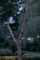 A tree with a dead branch sticking out of it photo