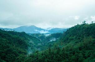 A view of the mountains and forest with fog photo