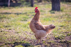 light brown hen with a red comb in the garden photo