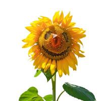 Sunflower isolated on white background. Smile and funny photo