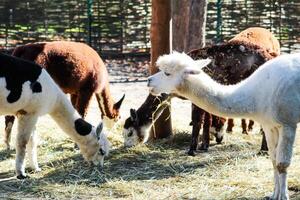 Alpacas animal. Domestic herd farm outdoor. Llama photo