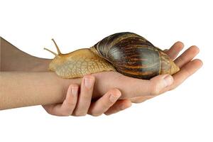 Hold cosmetic snail in hands isolated on white background. Achatina snail in brown shell. It is used for rejuvenation in medical and spa treatments. Animal on the hand photo