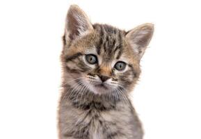 Kitten portrait isolated on white background. A small fluffy, tabby cat with beautiful Iuses. Nice animal. Sad kitten photo