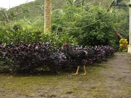 A Walking Chicken photo