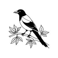 Magpie bird on branch vector