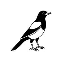 A black and white magpie bird on a white background vector