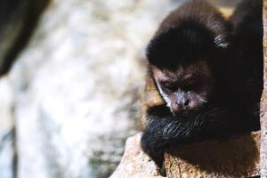 A capuchin monkey is resting and sleeping photo