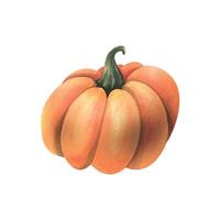 Large orange autumn pumpkin. hand drawn watercolor illustration. Isolated object on a white background vector