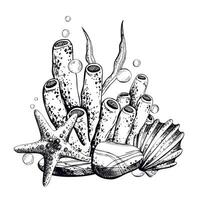 Seashell, starfish, sea sponge, algae, pebbles and bubbles. Hand drawn graphic illustration in black and white color line art. Sublimation arrangement on marine theme vector