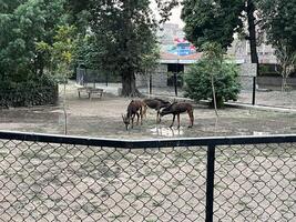 two animals are standing in a fenced in area in Lahore on 10-10-2024 photo