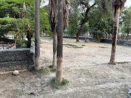 a dirt yard with palm trees and a fence in Lahore on 10-10-2024 photo